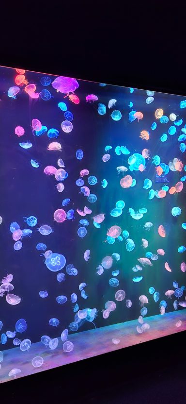 A vibrant display of colourful jellyfish swimming against a dark background.