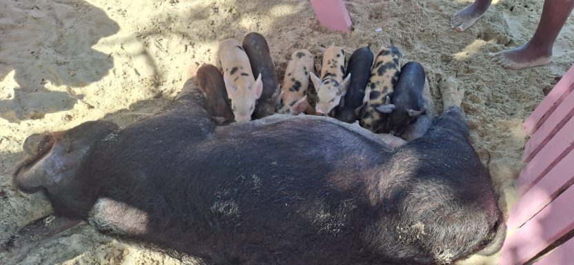 A large pig lies on the ground with several piglets gathered around it.