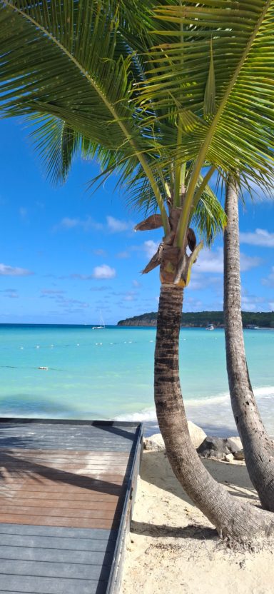 Tropical beach scene with palm trees, clear blue water, and a sunny sky.