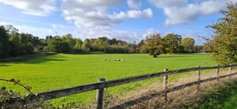 A sunny field with green grass and a few sheep grazing, surrounded by trees and a fence.