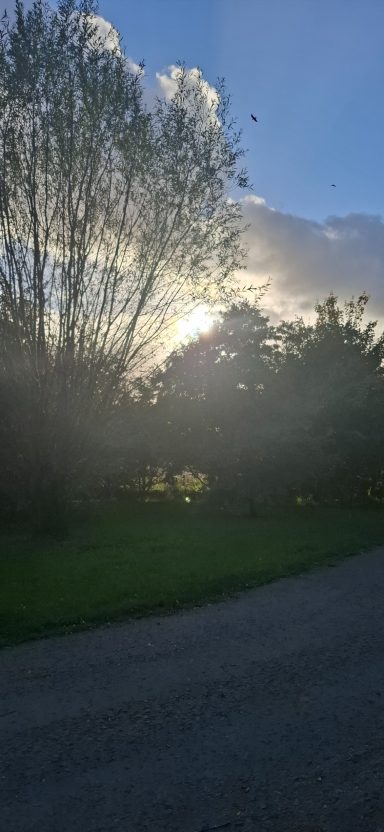 Sunlight filters through trees, casting a soft glow in a serene outdoor setting.